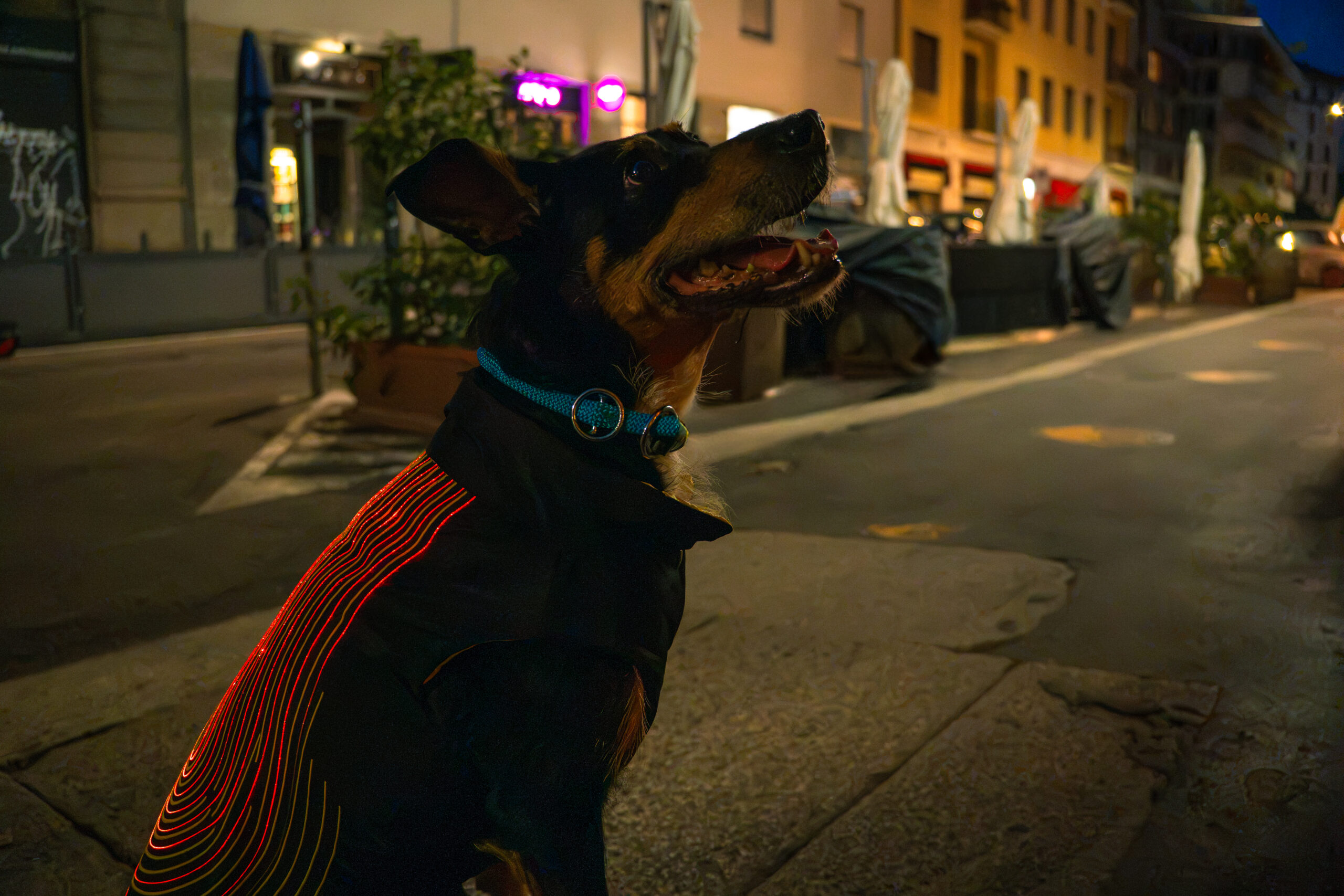 doggylux made in italy giubbotto cane